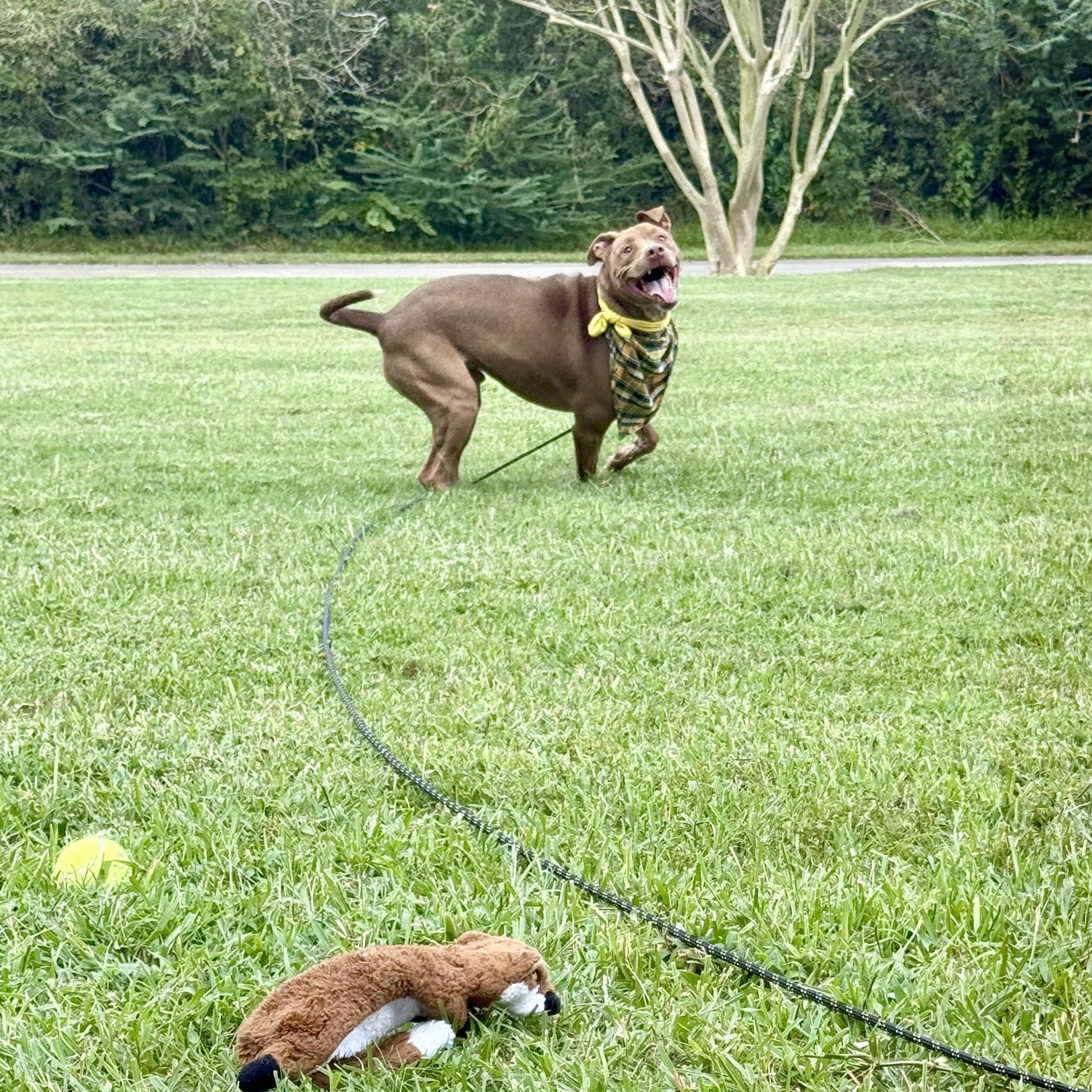 Charley Cookie Crisp