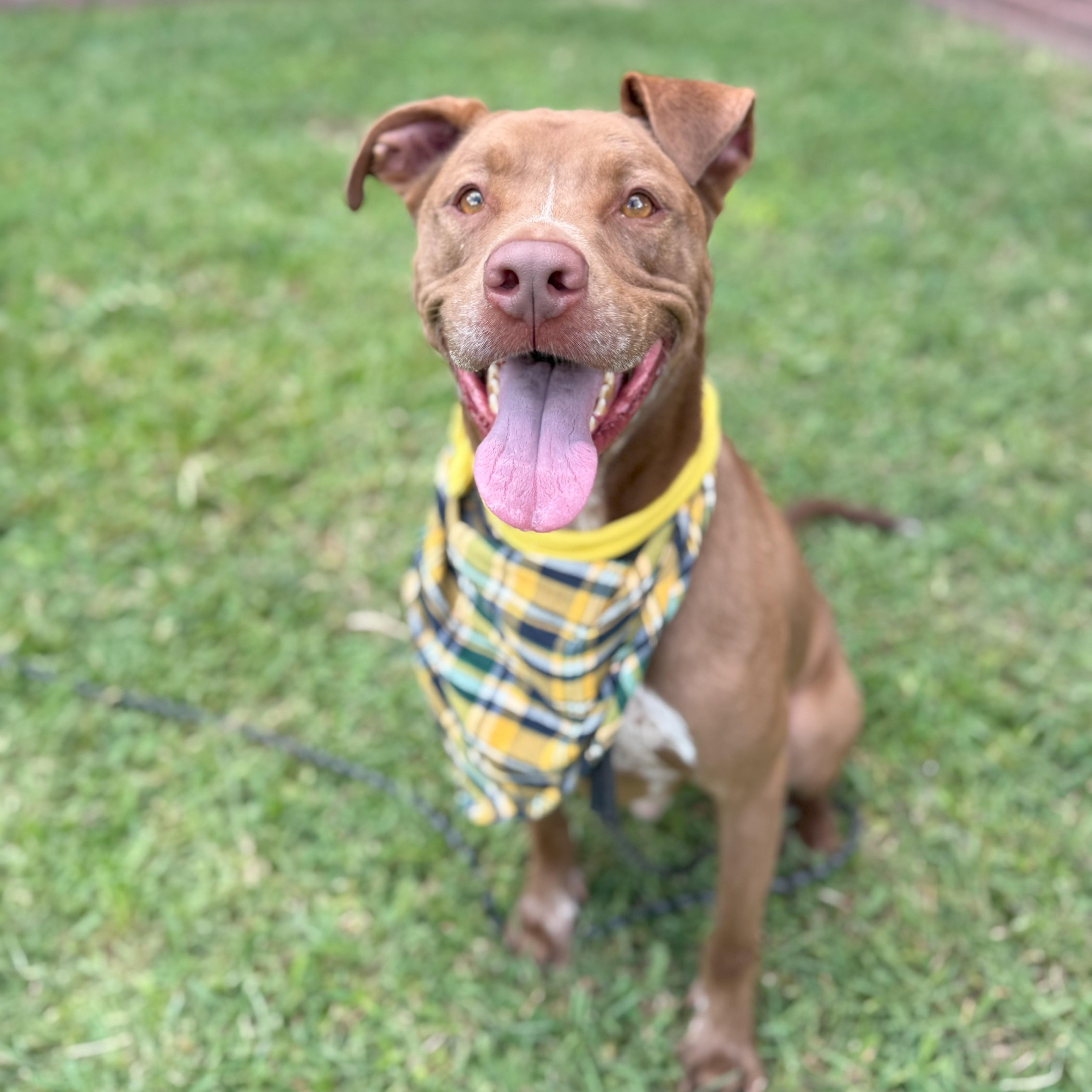 Charley Cookie Crisp — thumbnail 2