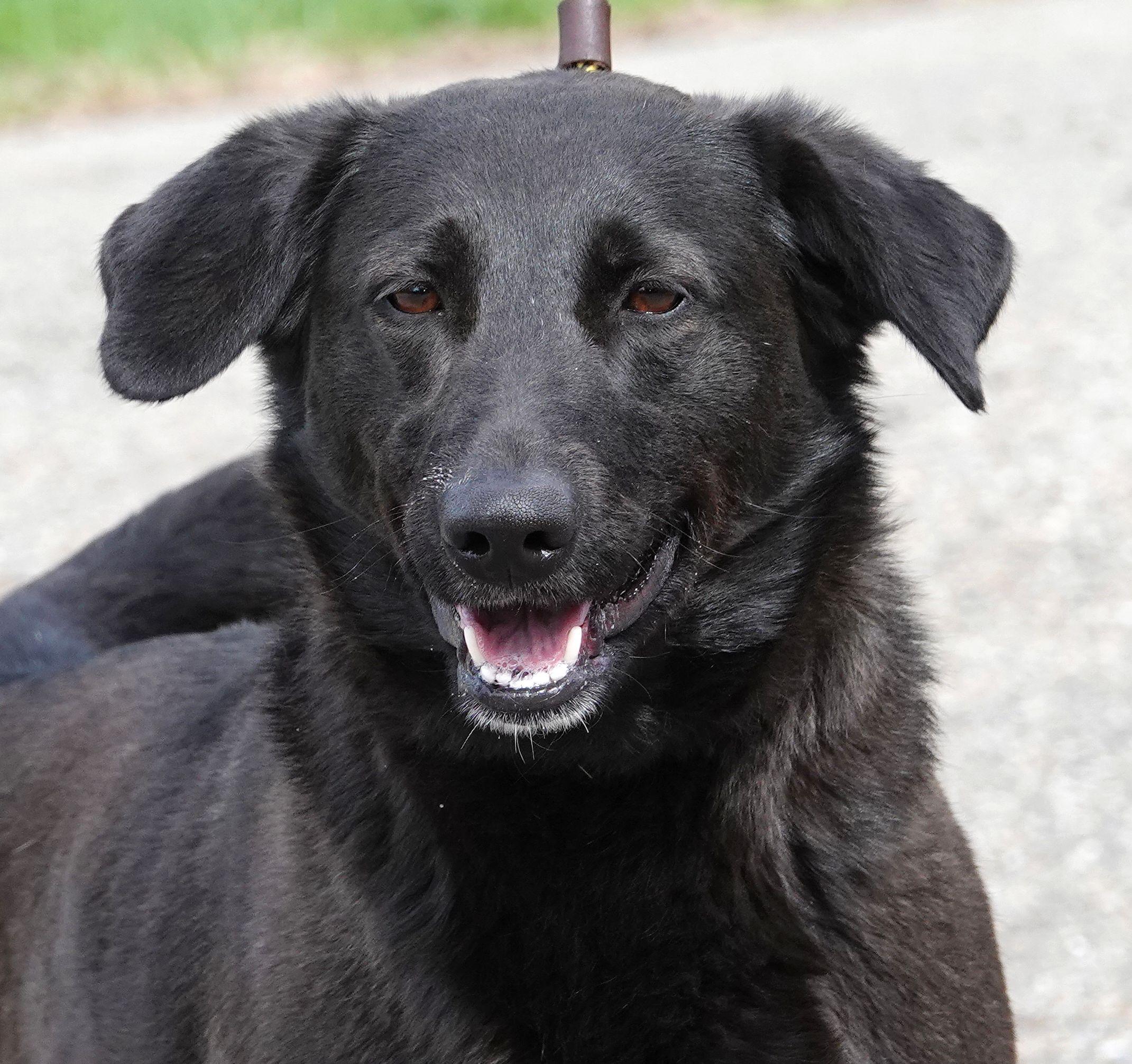 Enlarge Shadow, a ADOPTABLE mixed breed in Millfield, OH image 1/4