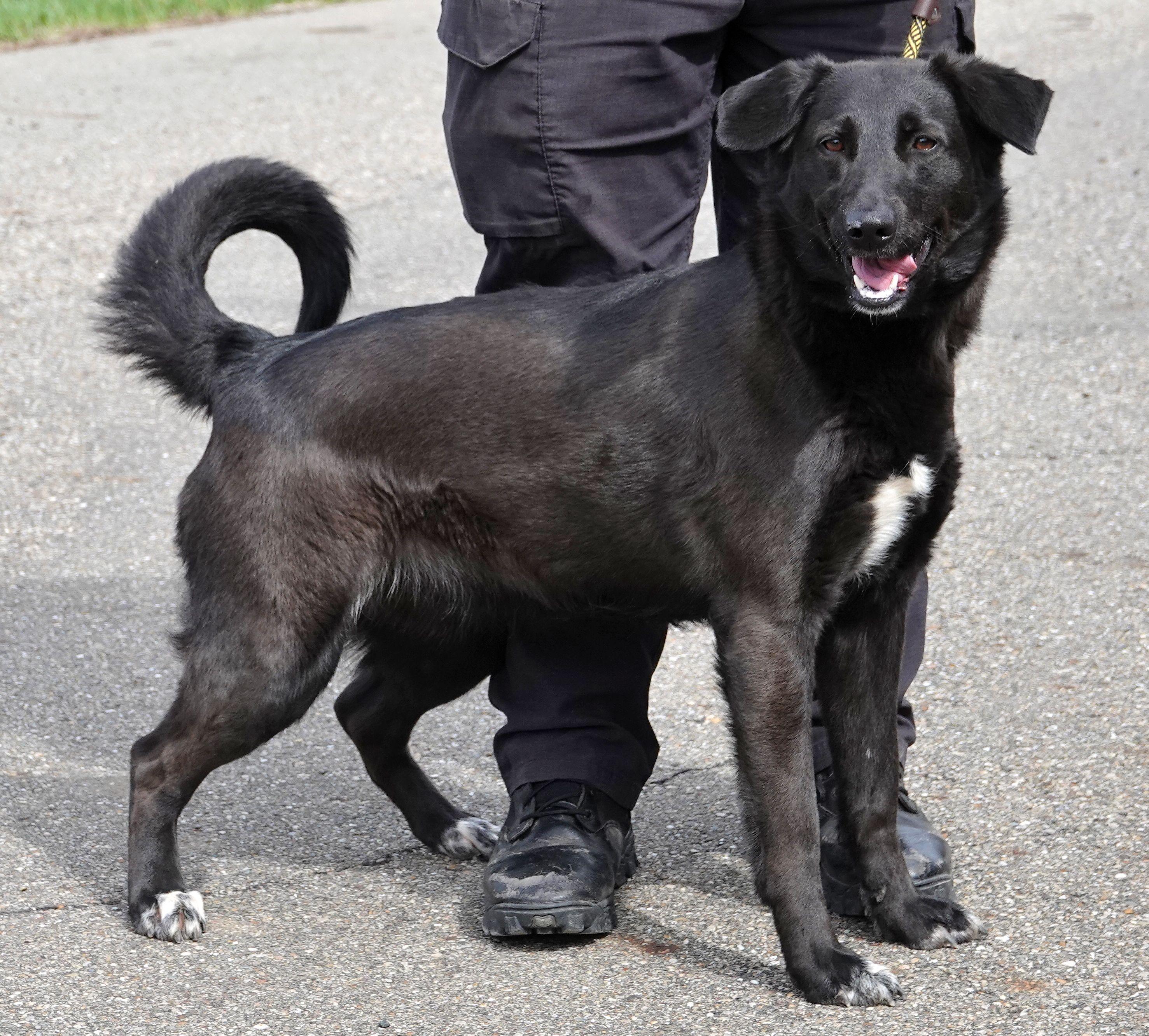 Enlarge Shadow, a ADOPTABLE mixed breed in Millfield, OH image 3/4