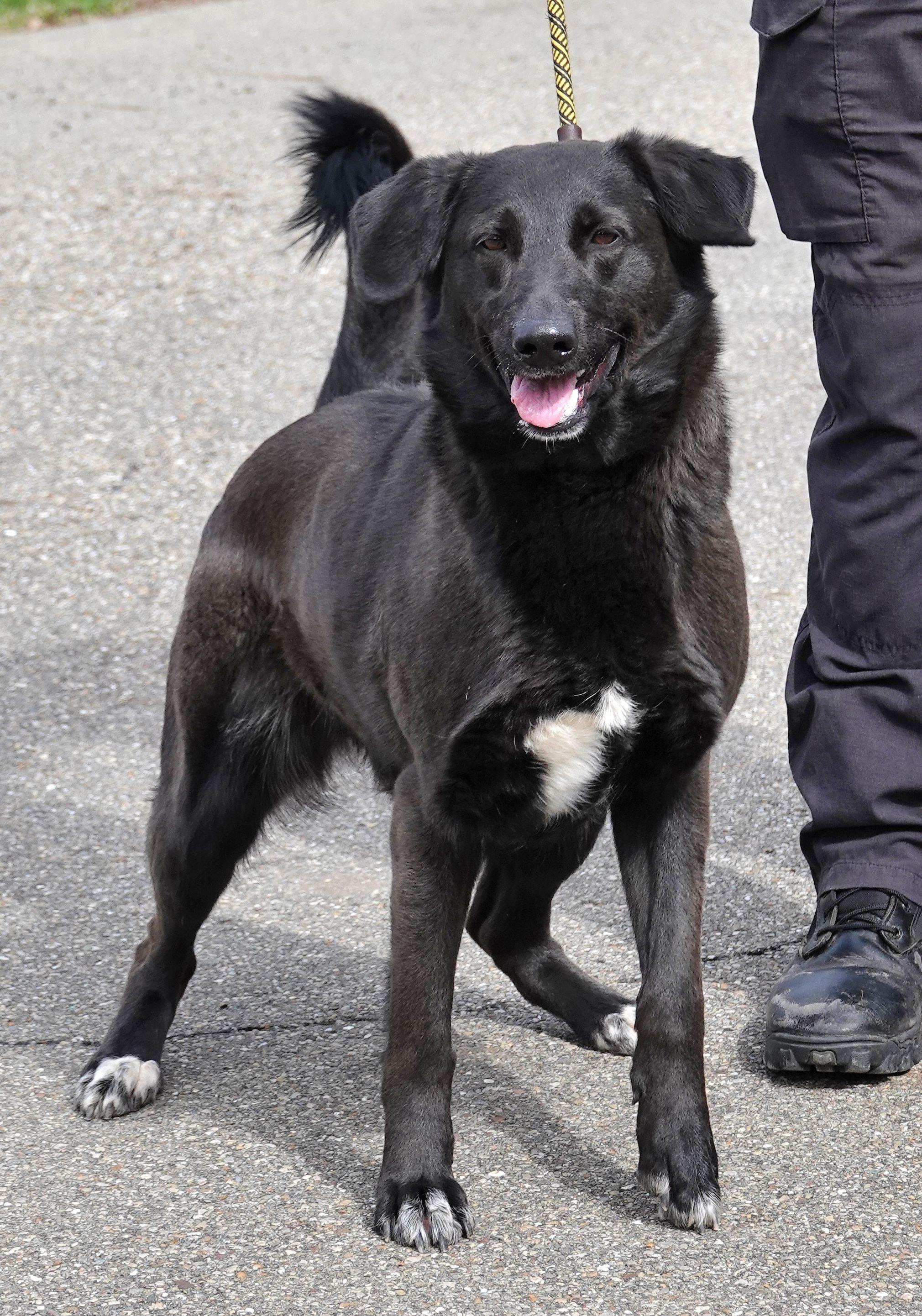 Enlarge Shadow, a ADOPTABLE mixed breed in Millfield, OH image 2/4