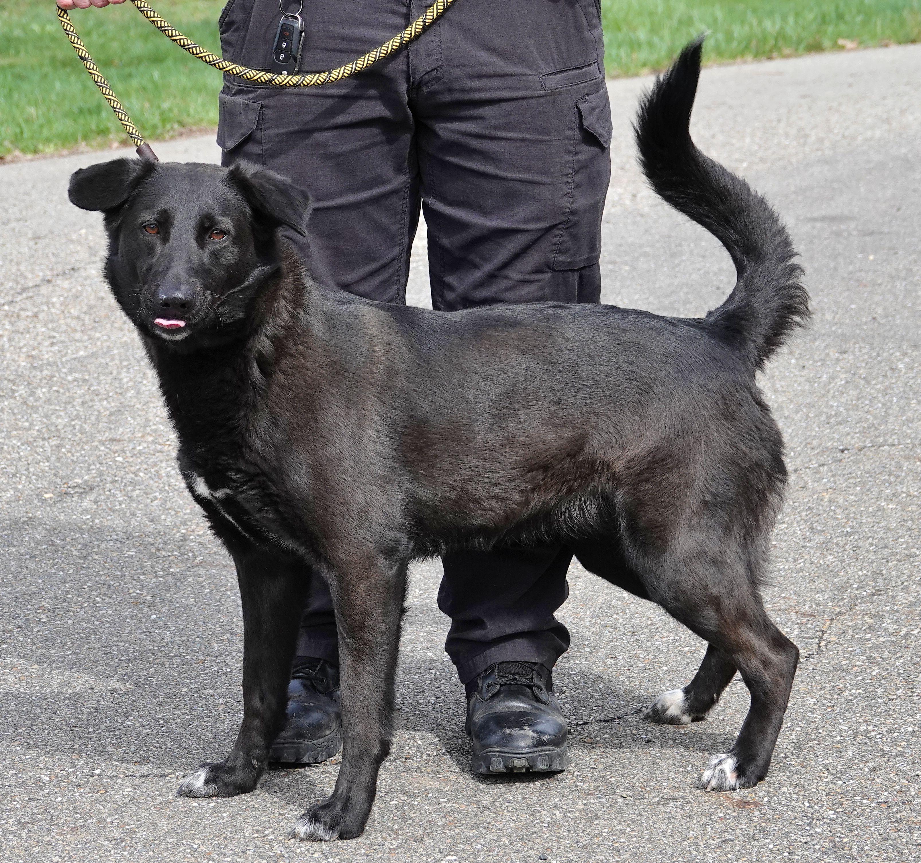 Enlarge Shadow, a ADOPTABLE mixed breed in Millfield, OH image 4/4