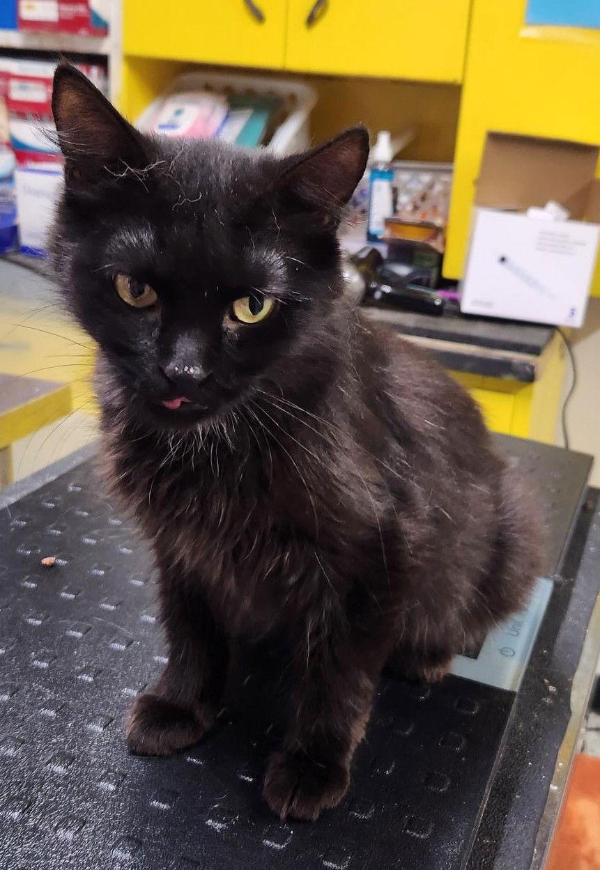 Latte, Adoptable, Adult Female Domestic Long Hair.