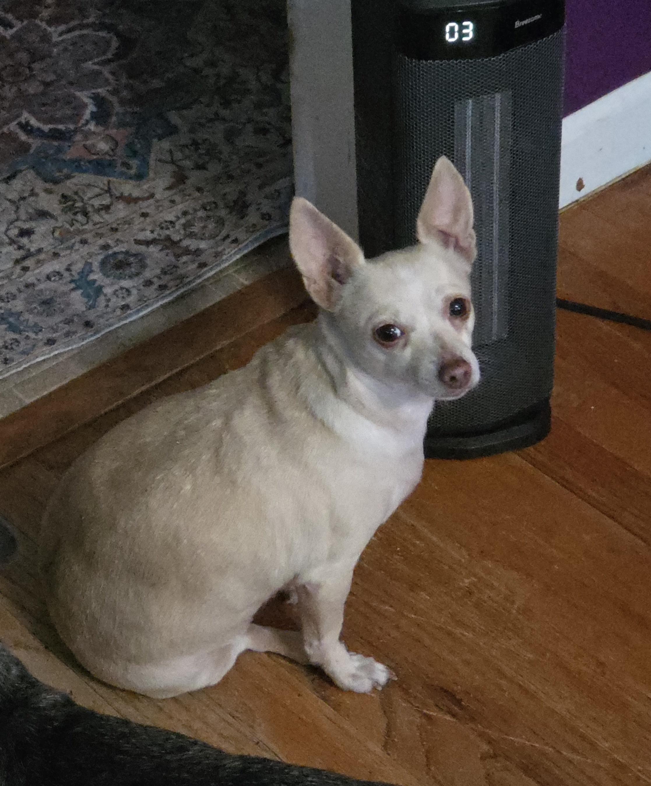 Princess, Adoptable, Adult Female Chihuahua.