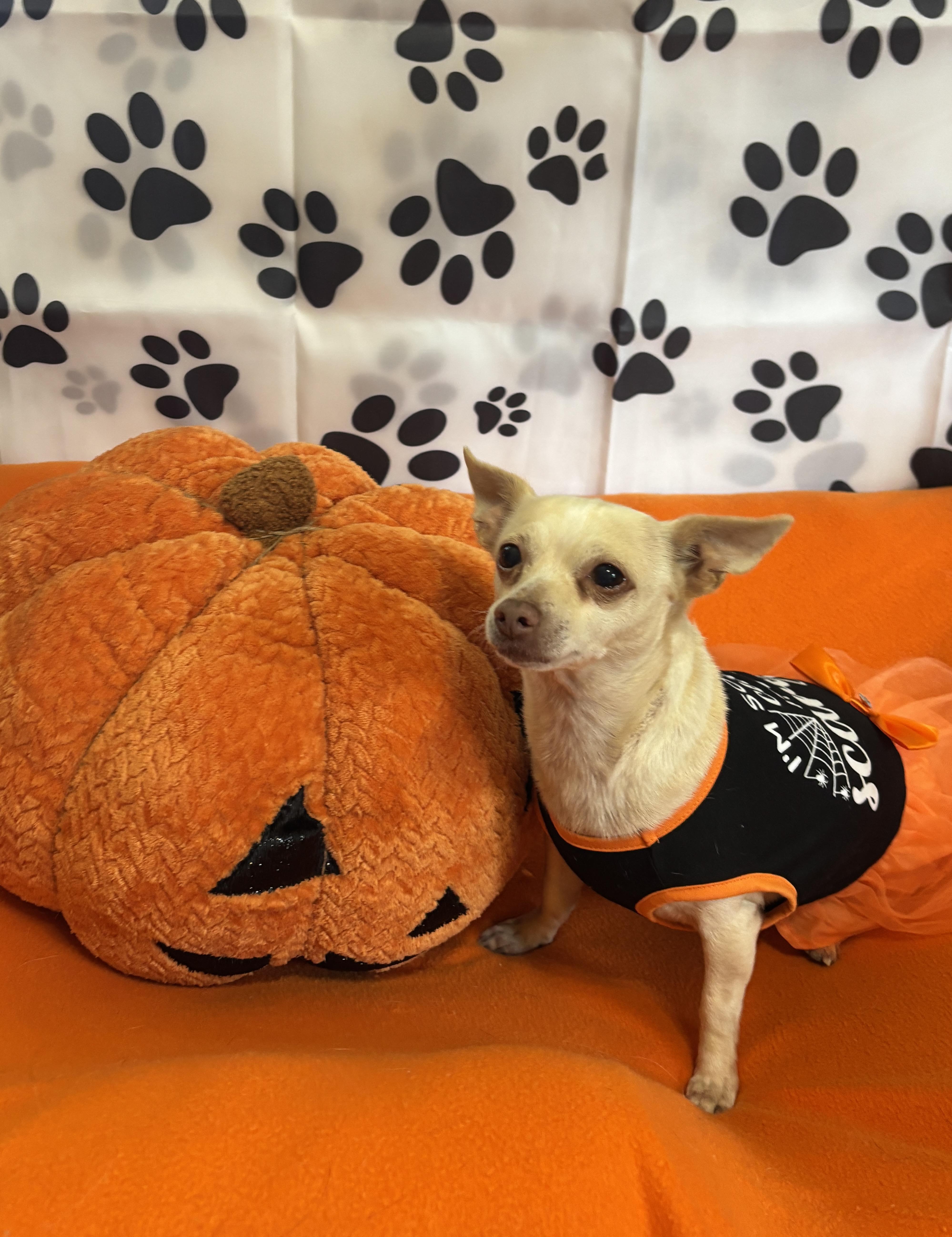 Princess, a Adoptable Chihuahua in Deer Park, TX image 2/4