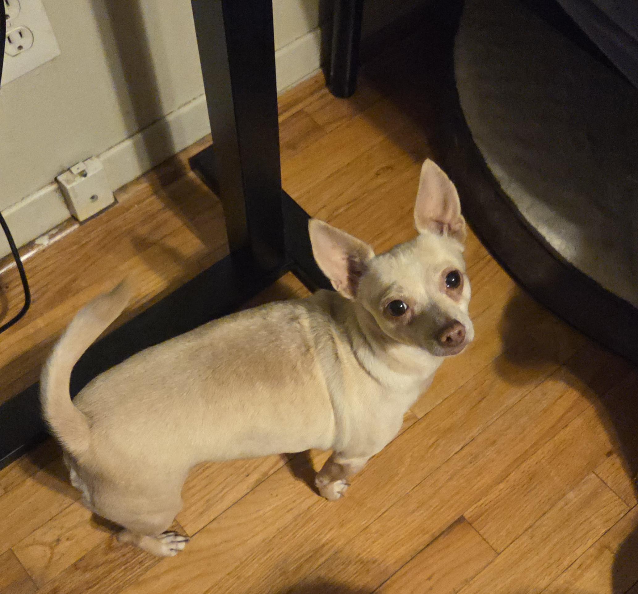 Princess, a Adoptable Chihuahua in Deer Park, TX image 3/4