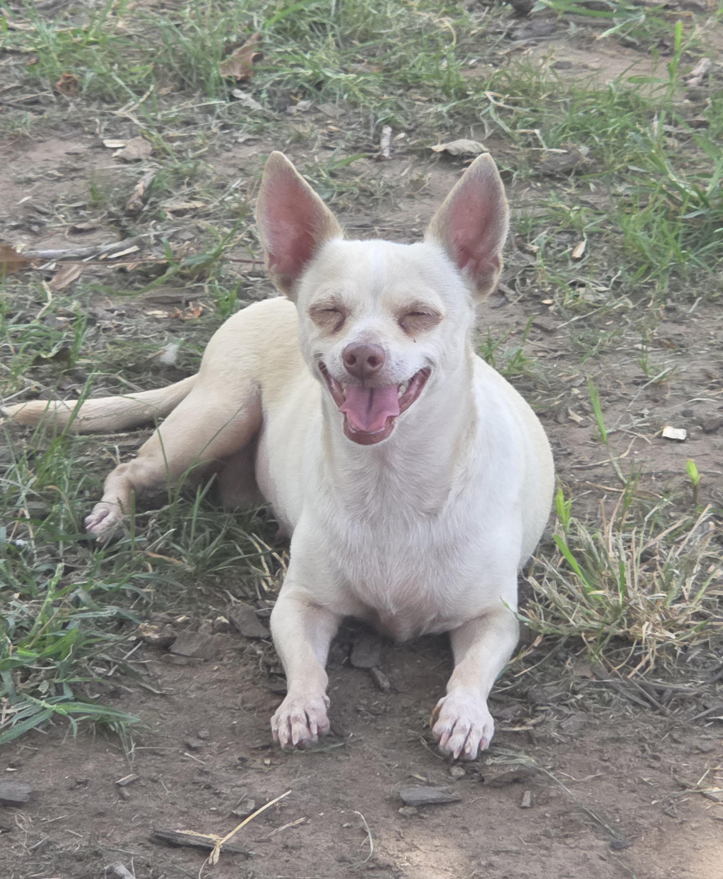Princess, a Adoptable Chihuahua in Deer Park, TX image 4/4
