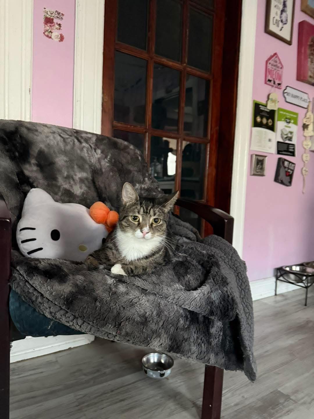 Marisol, Adoptable, Adult Female Domestic Short Hair.