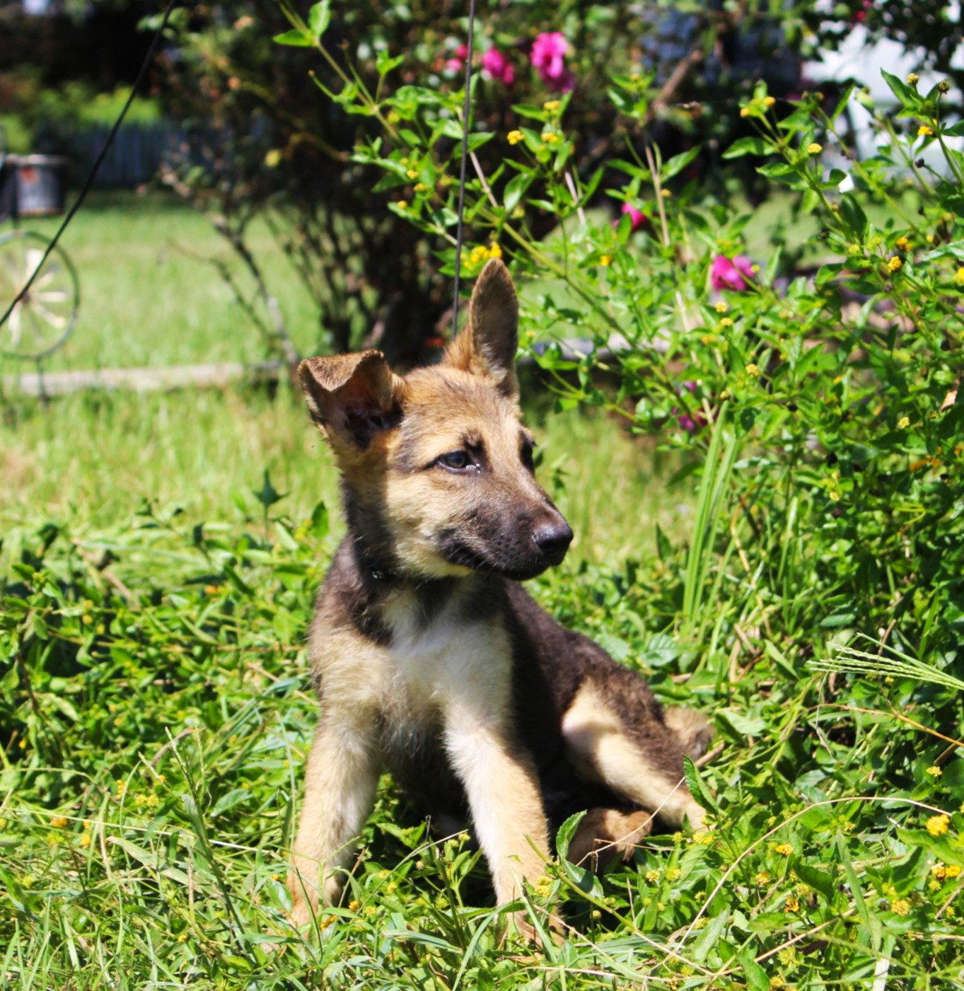 Fynn-10/12wks Neuter Contract Required $425, Adopted, Puppy Male German Shepherd Dog.