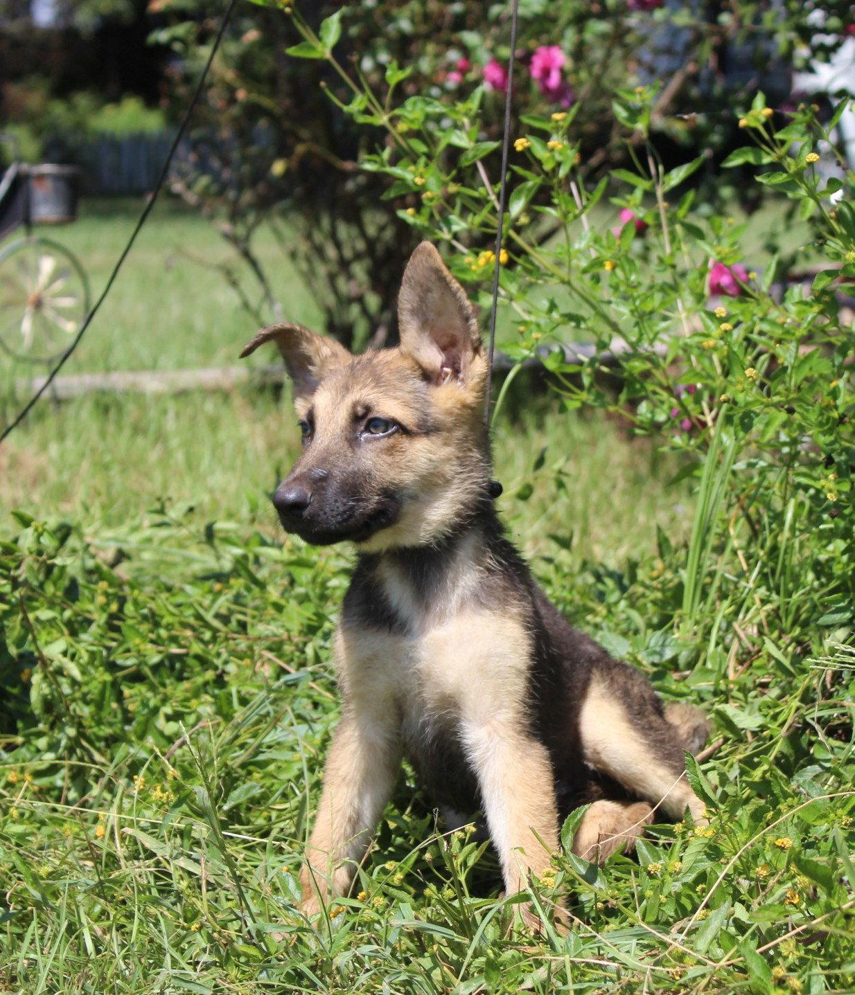 Enlarge Fynn-10/12wks Neuter Contract Required $425, a Adopted German Shepherd Dog in Holly Hill, SC image 2/2