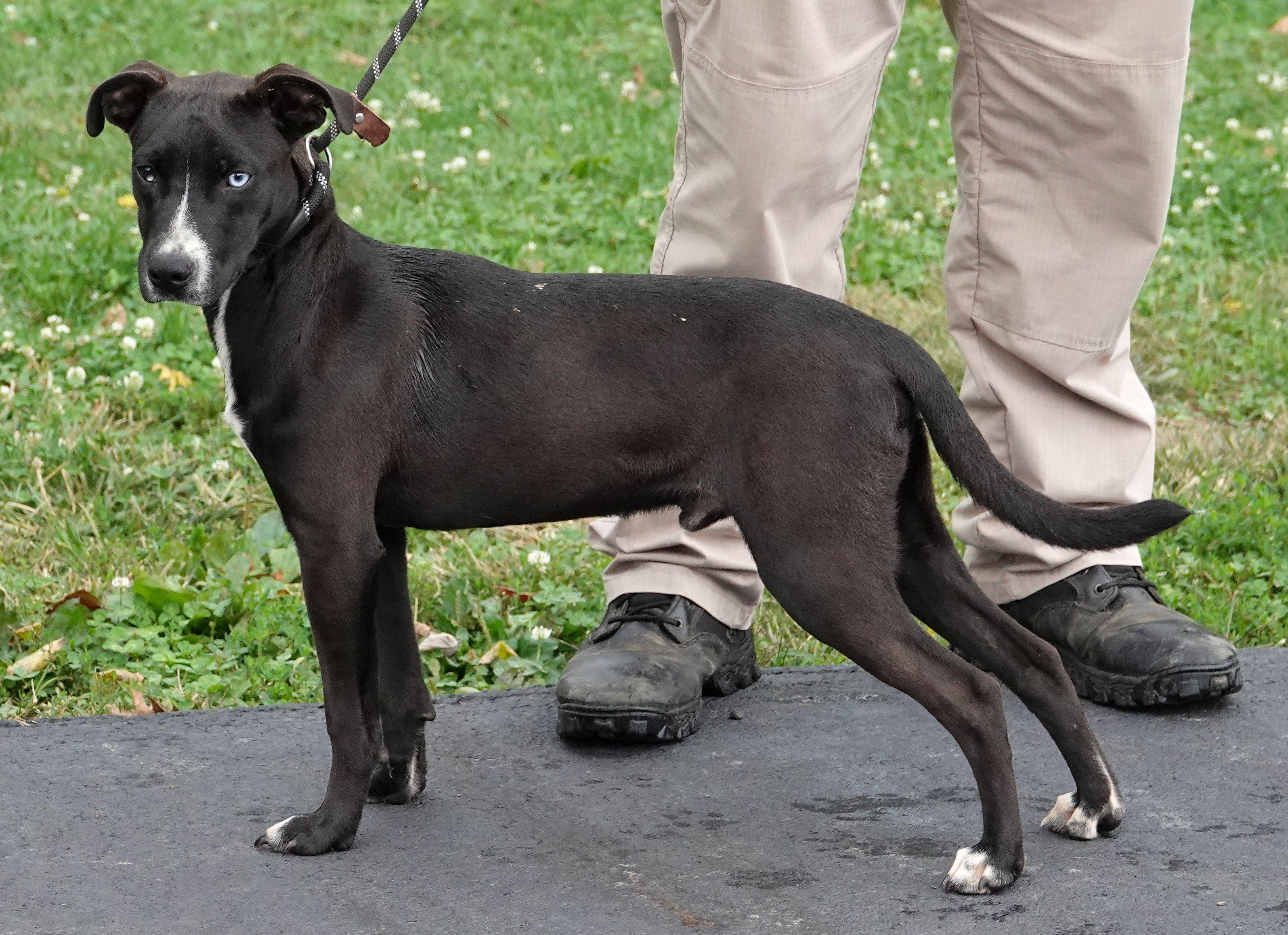 Enlarge Bat, a Adopted mixed breed in Millfield, OH image 2/3