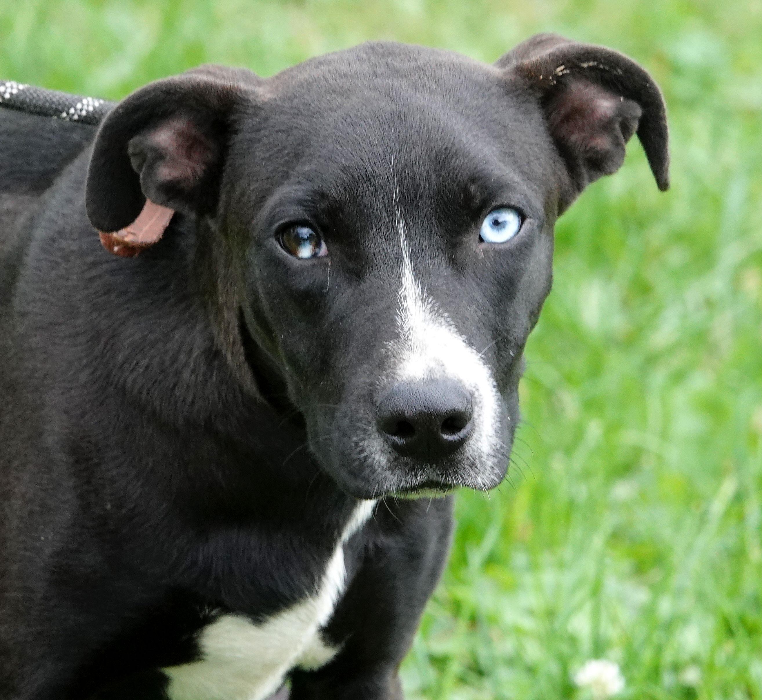 Enlarge Bat, a Adopted mixed breed in Millfield, OH image 1/3