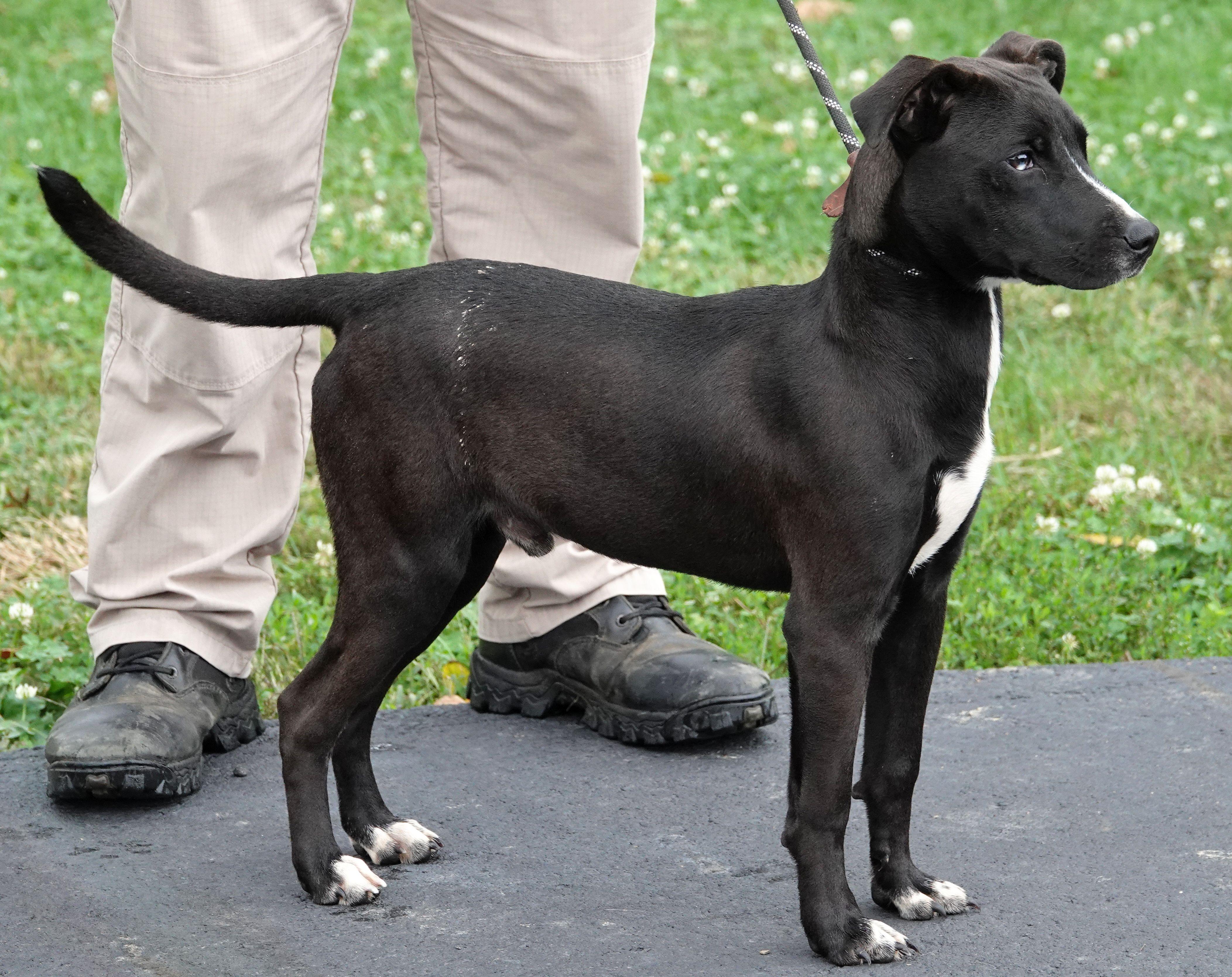 Enlarge Bat, a Adopted mixed breed in Millfield, OH image 3/3