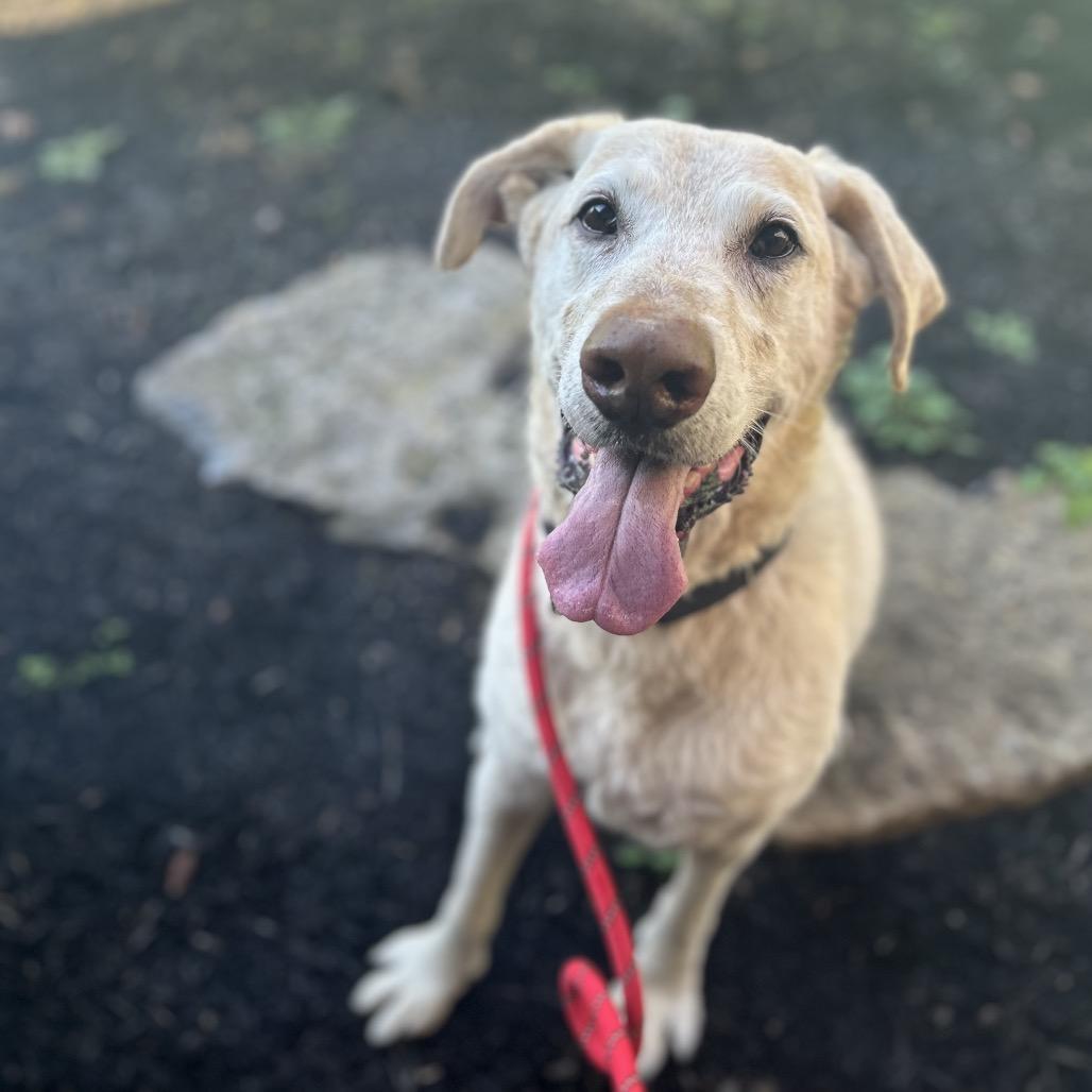 Zeke, Adoptable, Senior Male Labrador Retriever.
