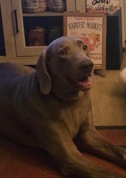 Max, Adoptable, Adult Male Weimaraner.