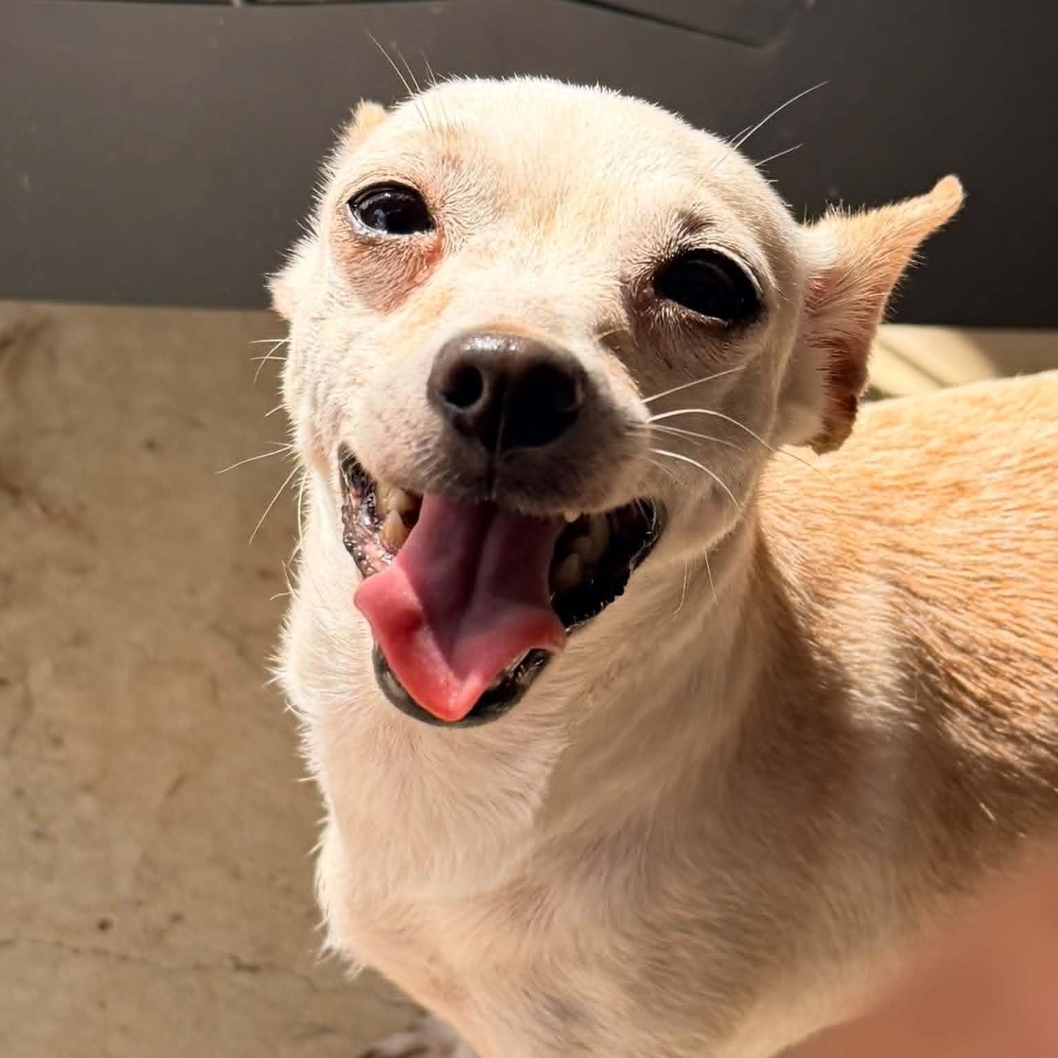 Enlarge Robin, a Adopted Chihuahua in Justin, TX image 2/3