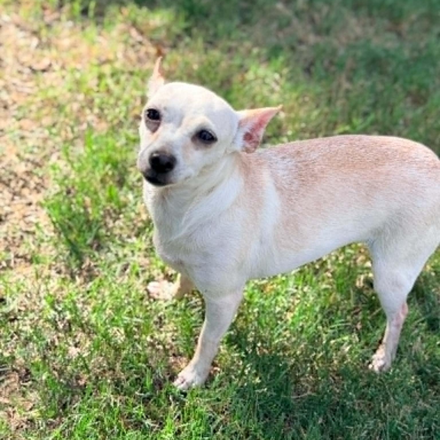 Enlarge Robin, a Adopted Chihuahua in Justin, TX image 3/3