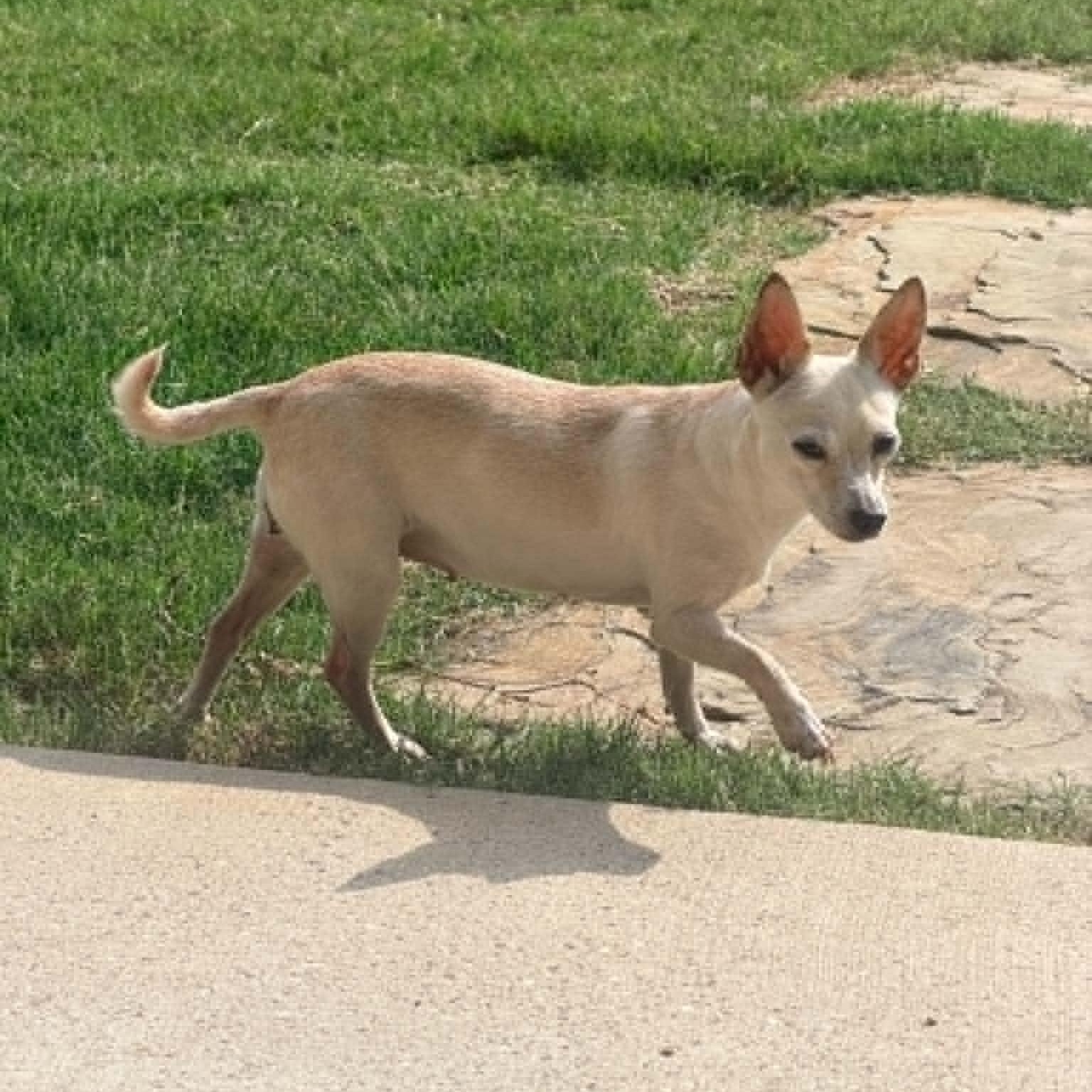 Robin, Adopted, Adult Female Chihuahua.