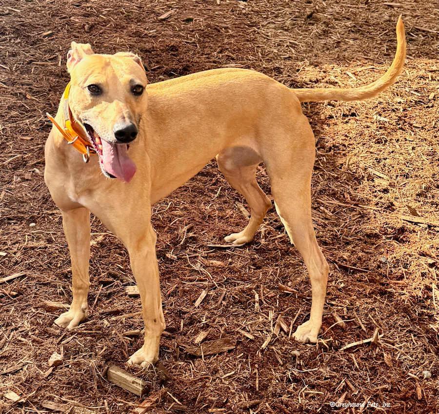 Darcy, a Adoptable Whippet in Woodinville, WA image 1/3