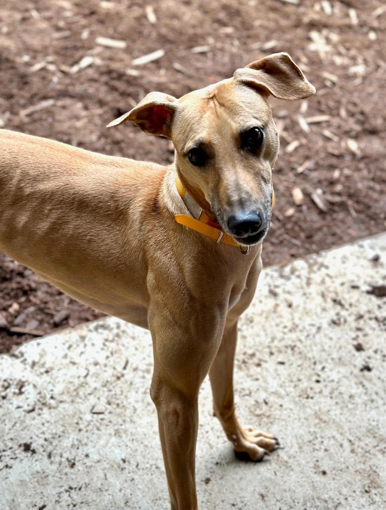 Darcy, a Adoptable Whippet in Woodinville, WA image 2/3