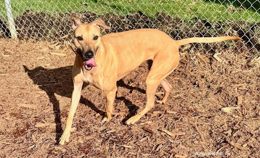 Darcy, a Adoptable Whippet in Woodinville, WA image 3/3