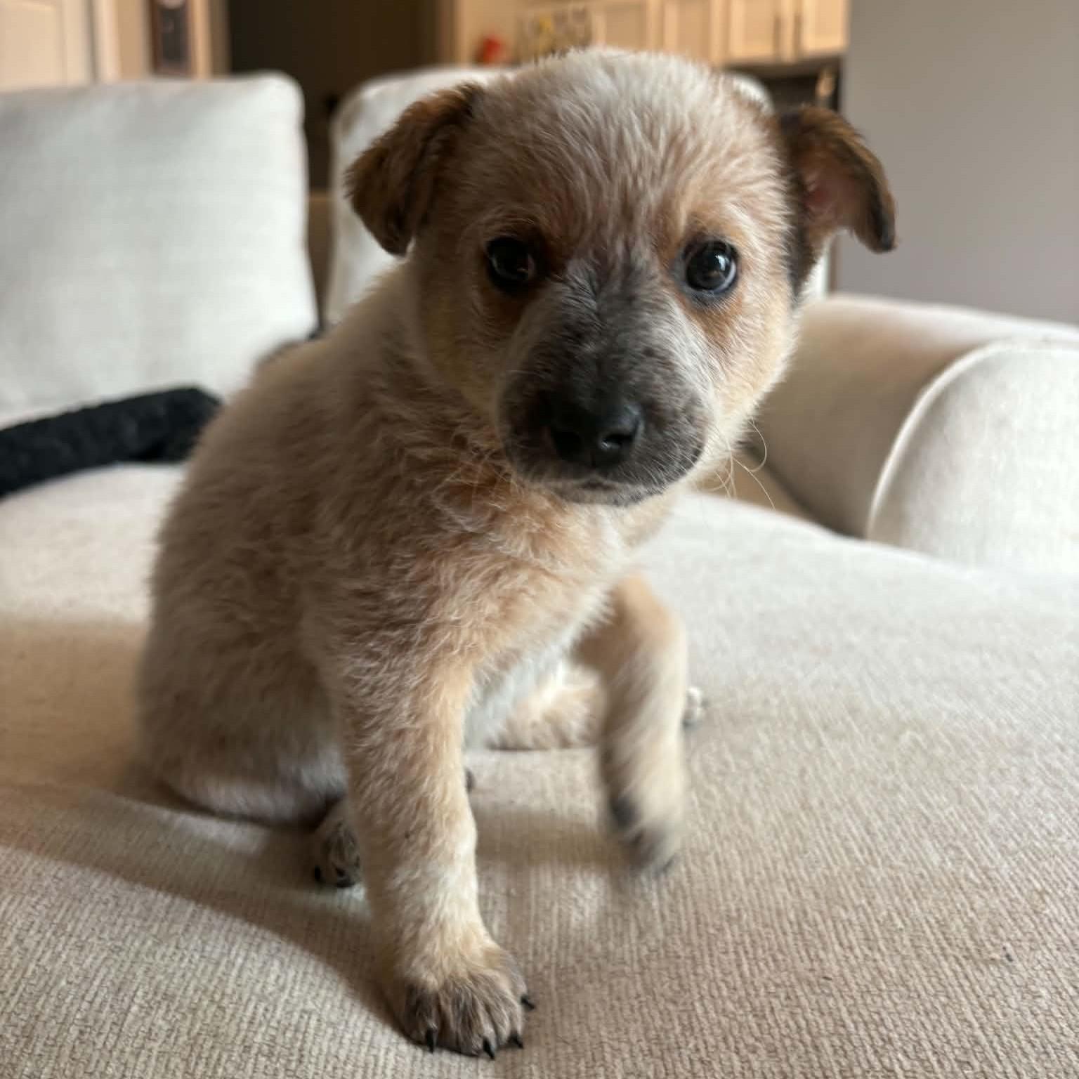 Enlarge Jameson, a Adopted mixed breed in Normal, IL image 5/5