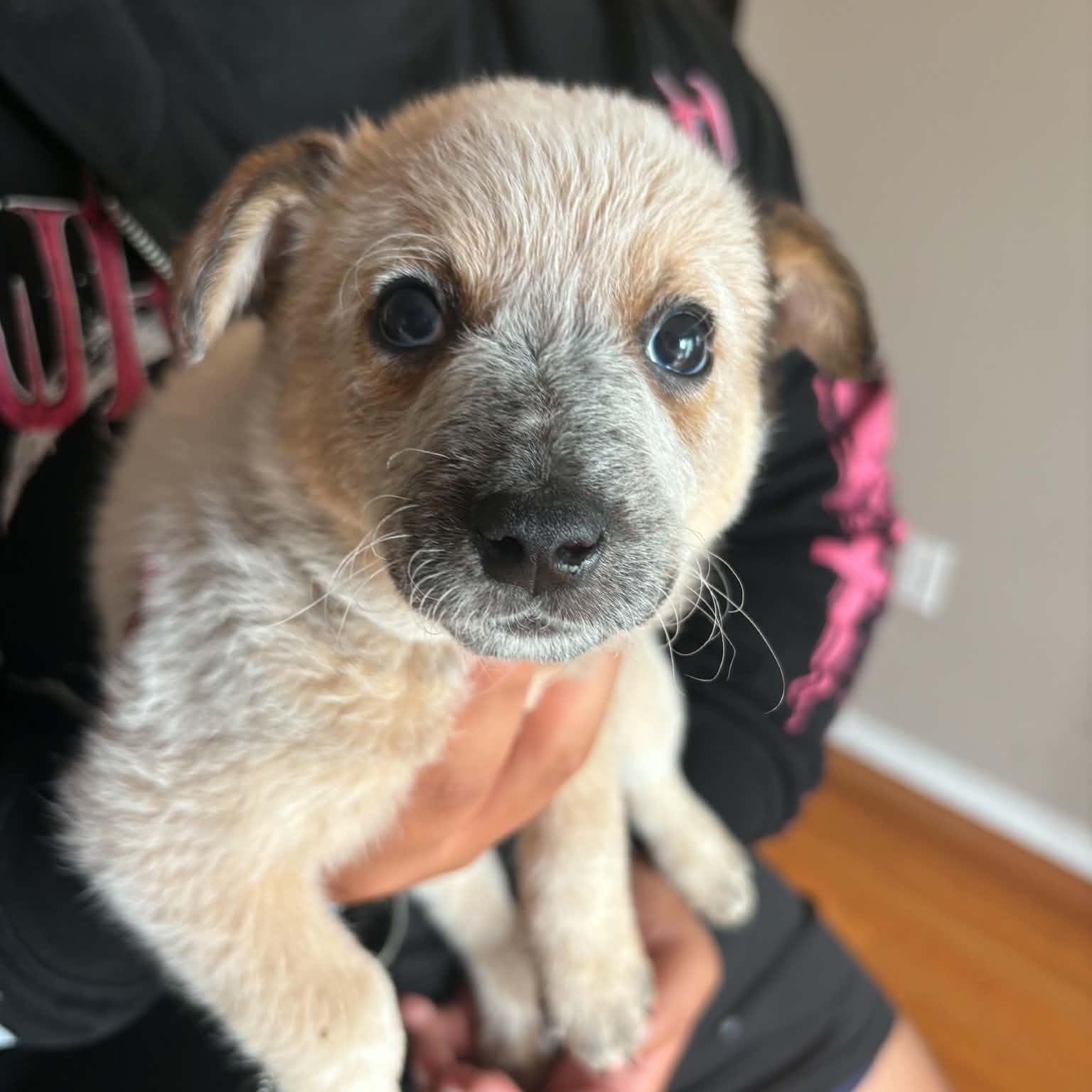 Enlarge Jameson, a Adopted mixed breed in Normal, IL image 3/5