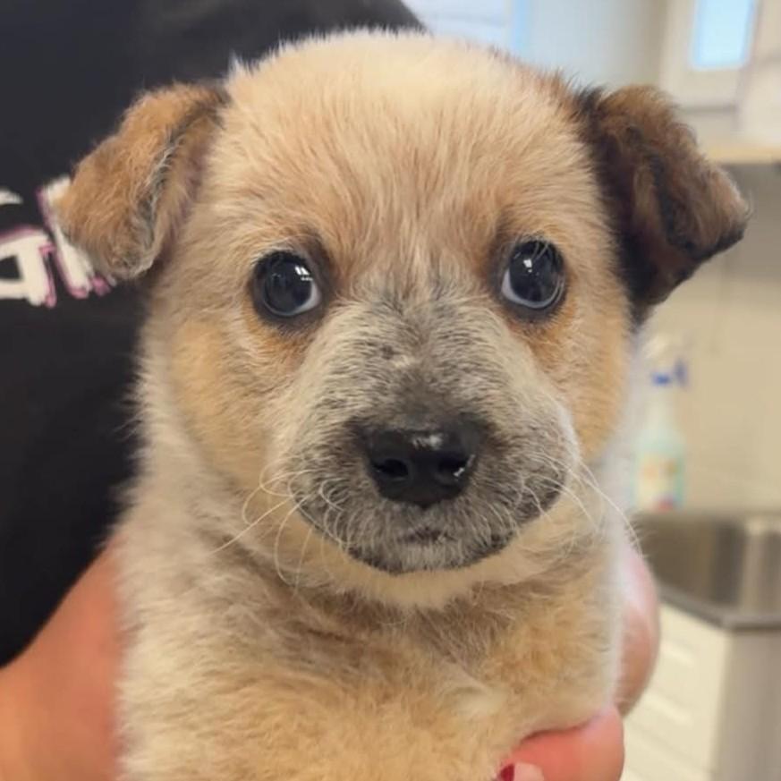 Enlarge Jameson, a Adopted mixed breed in Normal, IL image 1/5