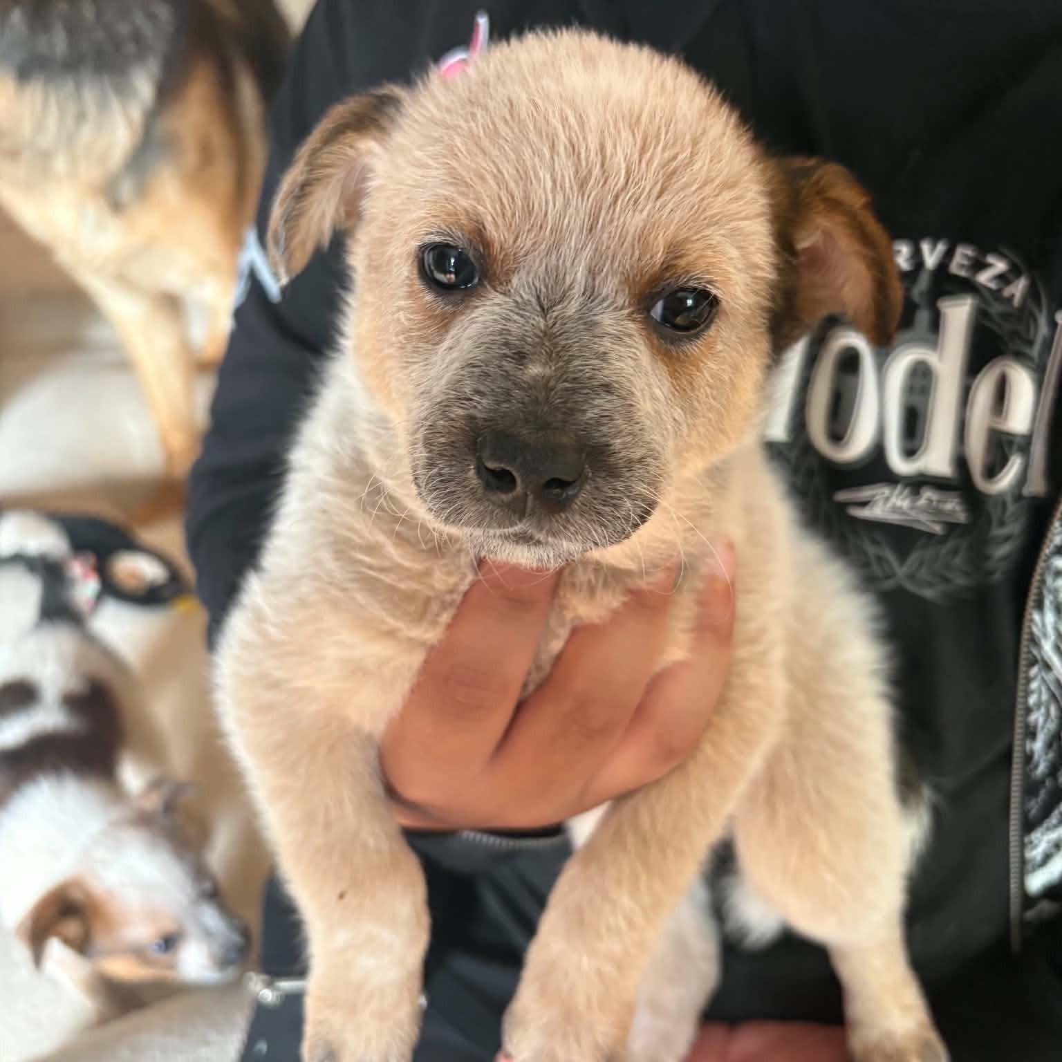 Enlarge Jameson, a Adopted mixed breed in Normal, IL image 2/5