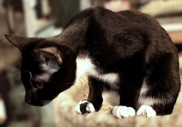 Enlarge Rome (sibling with Honey Crisp, McIntosh, or Pink Lady), a ADOPTABLE Domestic Short Hair in Pottstown, PA image 3/3