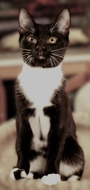 Enlarge Rome (sibling with Honey Crisp, McIntosh, or Pink Lady), a ADOPTABLE Domestic Short Hair in Pottstown, PA image 2/3