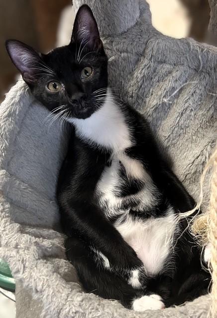 Rome (sibling with Honey Crisp, McIntosh, or Pink Lady), ADOPTABLE, Young Male Domestic Short Hair.