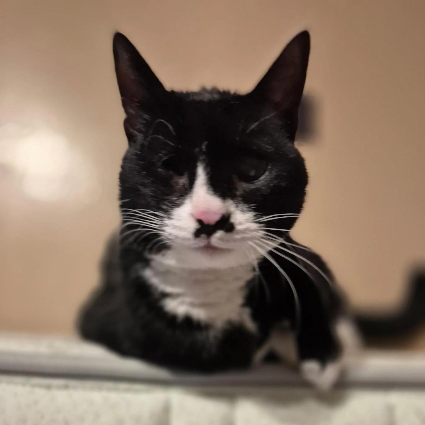 Enlarge Ziggy, a ADOPTABLE Domestic Short Hair in Maple Shade, NJ image 1/1