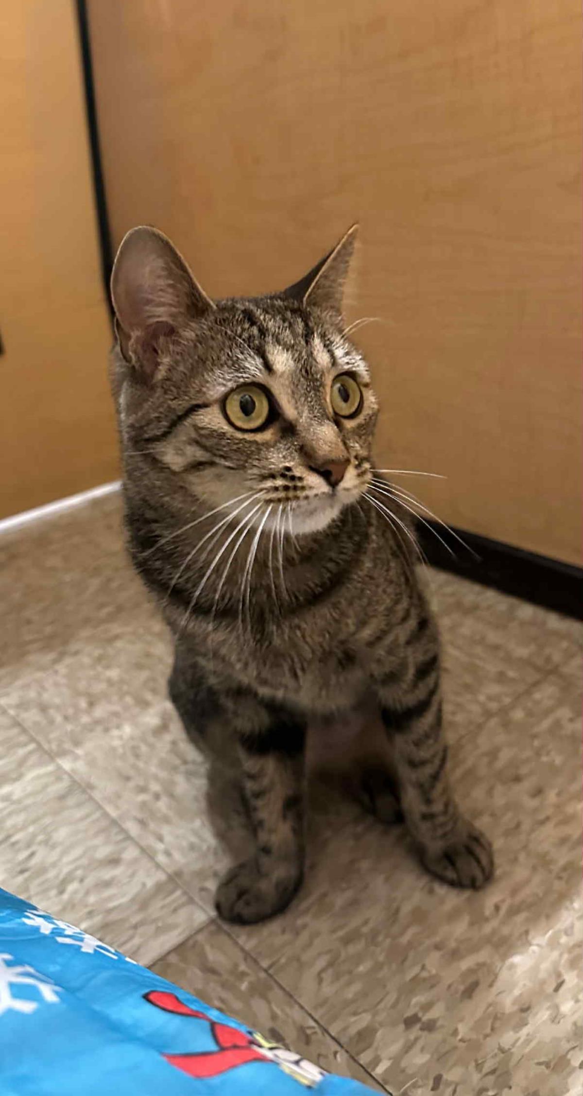 Sissy Ellsworth, Adoptable, Kitten Female Domestic Short Hair & Tabby.