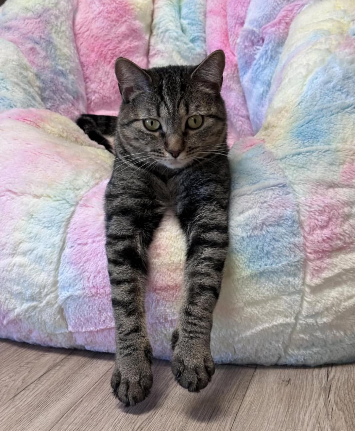 Enlarge Sissy Ellsworth, a Adoptable mixed breed in Chandler, AZ image 2/3