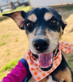 Enlarge Jojo (Great Little Guy), a ADOPTABLE mixed breed in Newfoundland, PA image 2/5