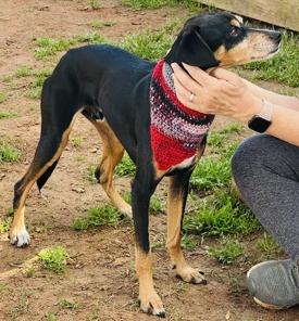 Enlarge Jojo (Great Little Guy), a ADOPTABLE mixed breed in Newfoundland, PA image 1/5