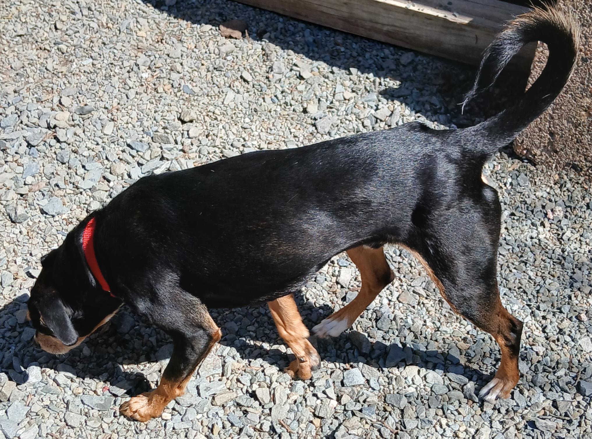 Enlarge Jojo (Great Little Guy), a ADOPTABLE mixed breed in Newfoundland, PA image 5/5