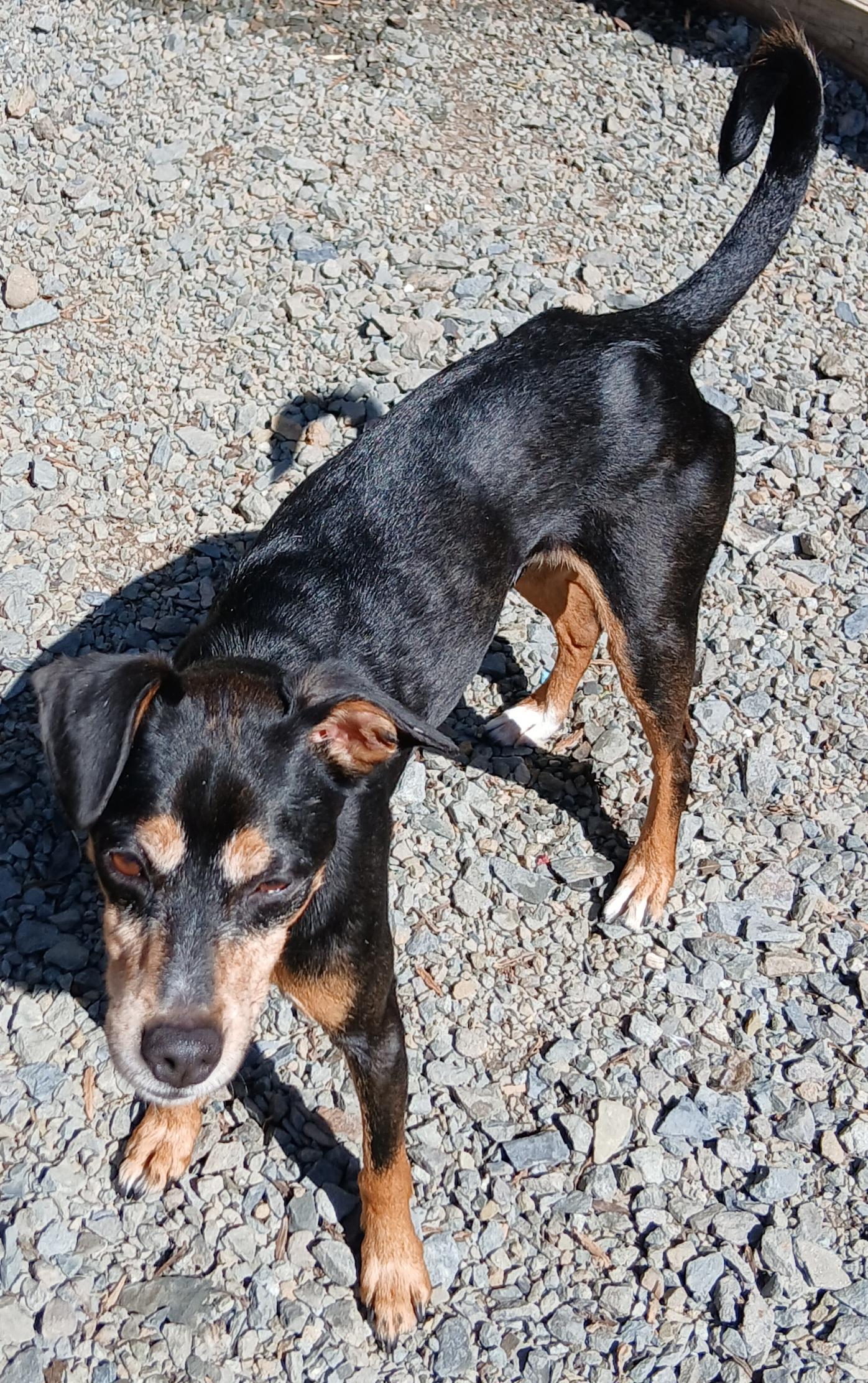 Enlarge Jojo (Great Little Guy), a ADOPTABLE mixed breed in Newfoundland, PA image 4/5
