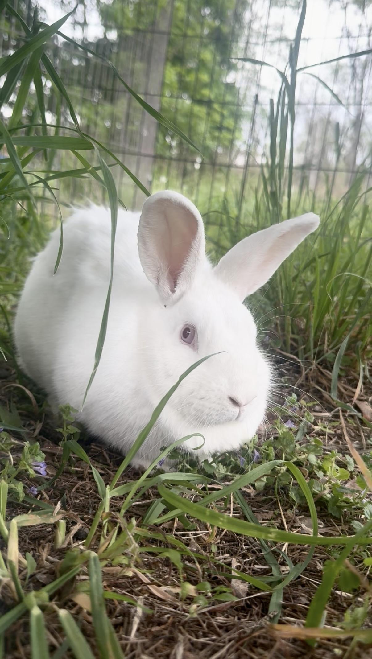 Sophie, ADOPTABLE, Young Female Florida White.