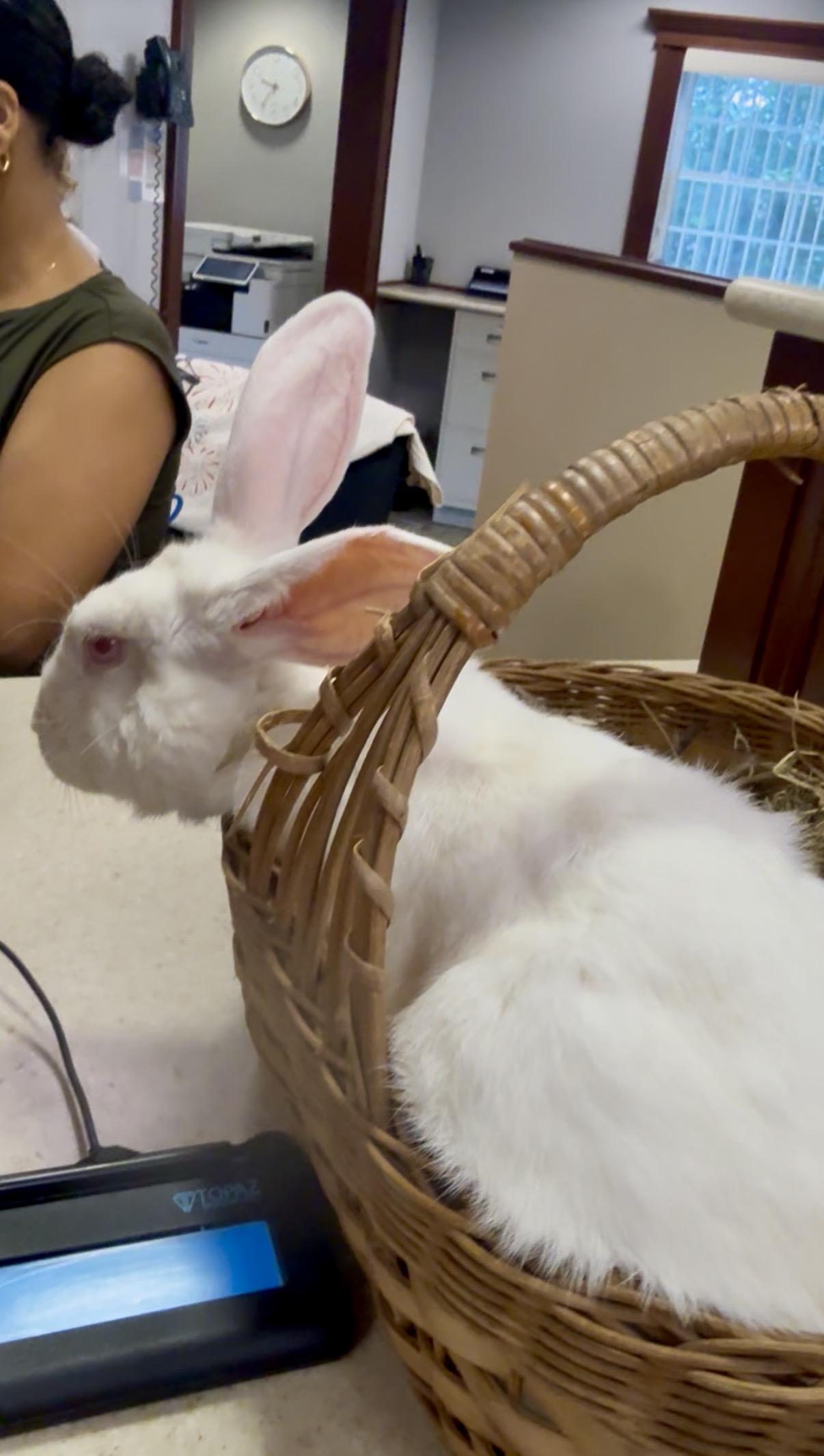 Enlarge Sophie, a ADOPTABLE Florida White in Salisbury Mills, NY image 3/4