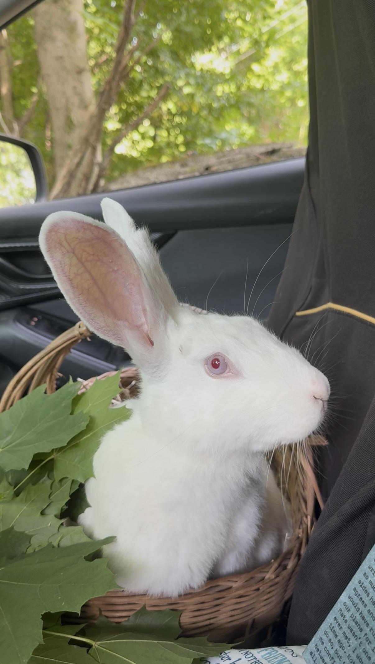 Enlarge Sophie, a ADOPTABLE Florida White in Salisbury Mills, NY image 2/4