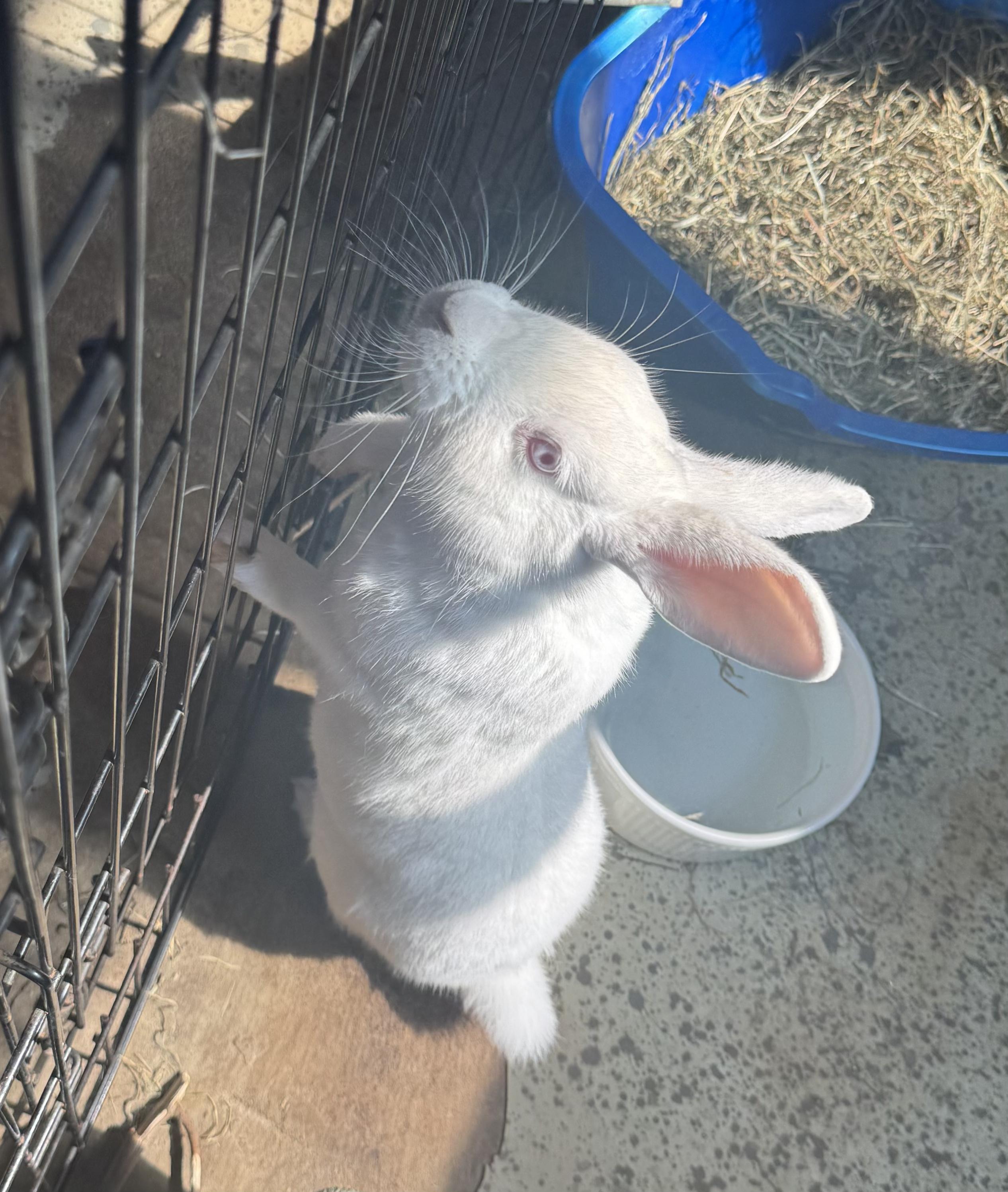 Enlarge Sophie, a ADOPTABLE Florida White in Salisbury Mills, NY image 4/4