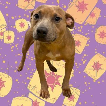 Enlarge Robin, a Adoptable mixed breed in Tuscaloosa, AL image 1/2