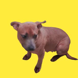 Enlarge Robin, a Adoptable mixed breed in Tuscaloosa, AL image 2/2