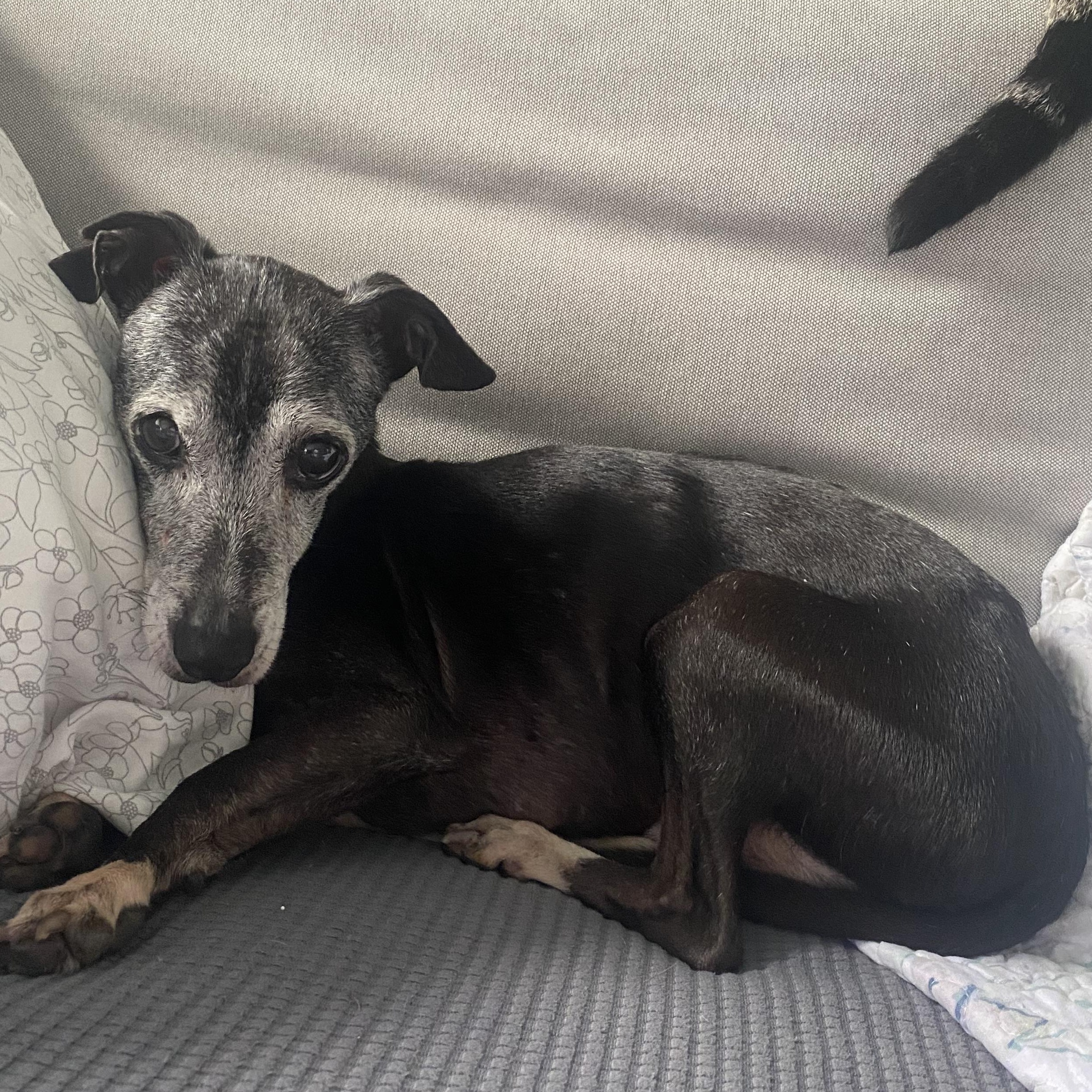 Enlarge Cornpatch, a Adoptable mixed breed in Lakefield, ON image 1/6
