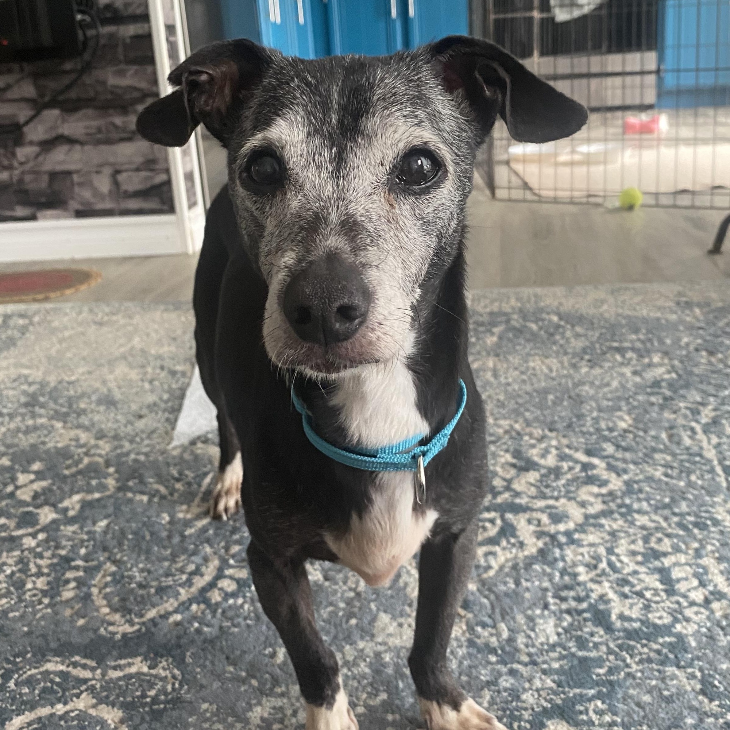 Enlarge Cornpatch, a Adoptable mixed breed in Lakefield, ON image 2/6