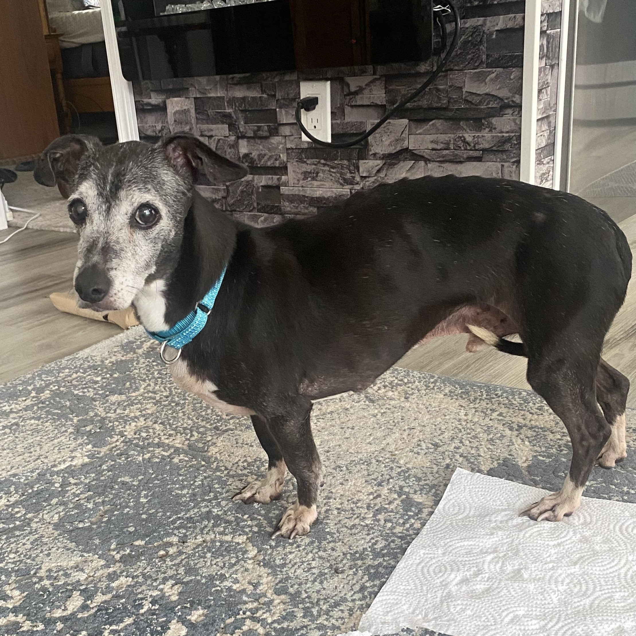 Enlarge Cornpatch, a Adoptable mixed breed in Lakefield, ON image 4/6