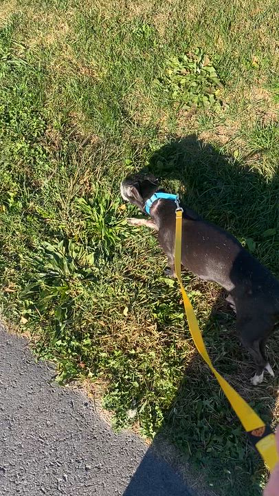 Enlarge Cornpatch, a Adoptable mixed breed in Lakefield, ON video 6/6