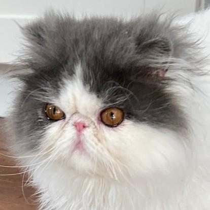 Enlarge Furby, a Adoptable Persian in San Francisco, CA image 1/4